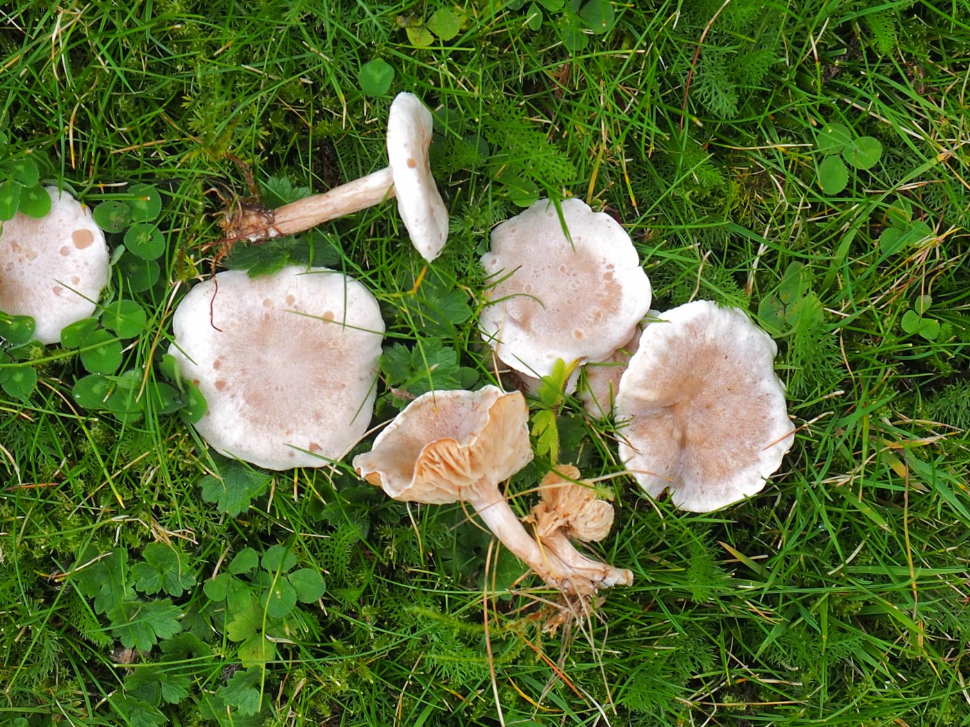 Clitocybe rivulosa  by John Catterson